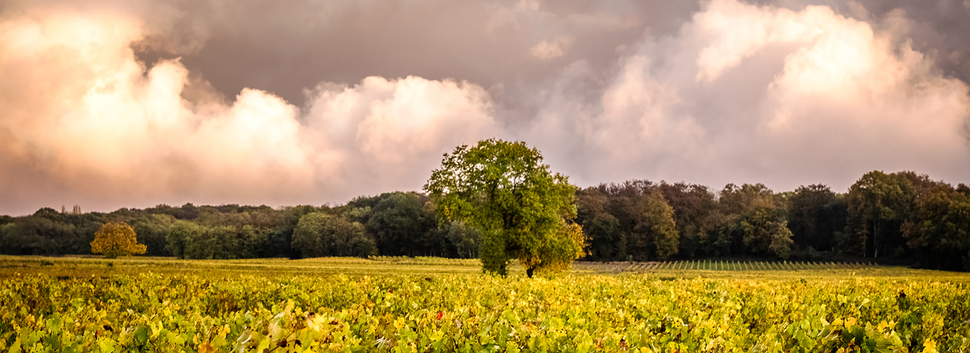 Vignes en agriculture biologique dans l'appellation Saumur Champigny
